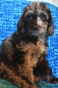 Chocolate Merle Australian Labradoodle Puppy