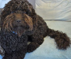 Chocolate Australian Labradoodle Sire