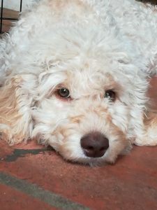 Cream Australian Labradoodle Puppy