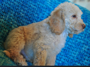 Cream Australian Labradoodle Puppy