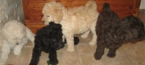 Labradoodle Puppies come in all colors