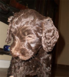 Chocolate Australian Labradoodle Puppy