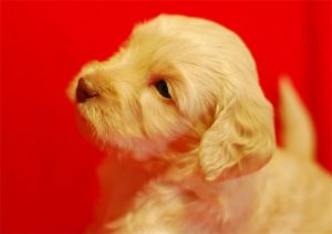 Cream Puppy on Red Background