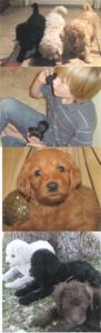 Labradoodle Puppy Collage