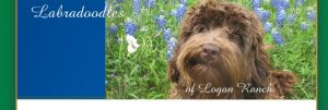 Chocolate Australian Labradoodle in Blue Bonnets