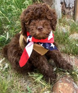 Chocolate Labradoodle Puppy