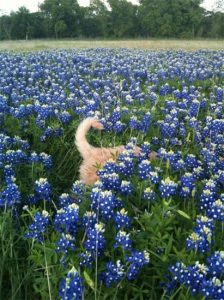 Livvy, Cream Labradoodle in the Blue Bonnets