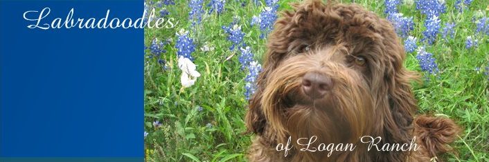 Labradoodles of Logan Ranch