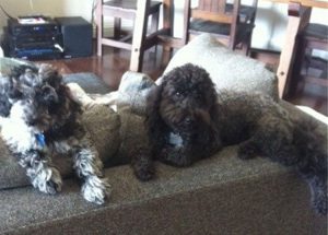 Two Australian Labradoodles