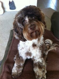 Chocolate Merle Australian Labradoodle Puppy