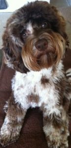 Chocolate Merle Australian Labradoodle Puppy