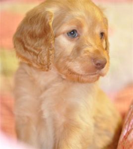 blue eyed labradoodle for sale