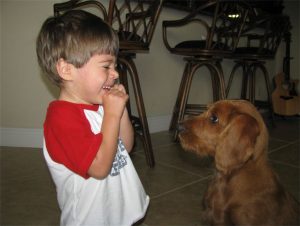 Red Male Labradoodle and Boy