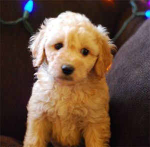 Apricot Australian Labradoodle Puppy