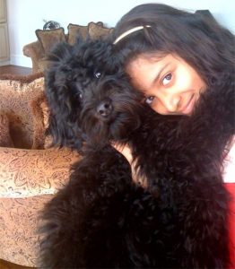 Black Australian Labradoodle Puppy