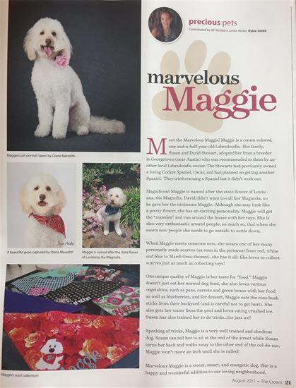 Maggie the Labradoodle