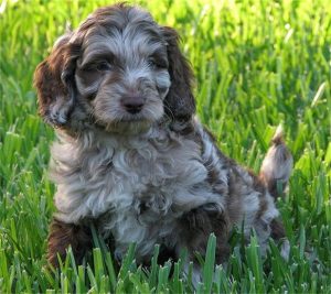 Chocolate Merle Australian Labradoodle Puppy