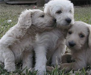 Three Cream Labradoodle Puppies