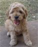 Apricot Australian Labradoodle Puppy