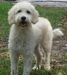 Ripley. Cream Australian Labradoodle Dam