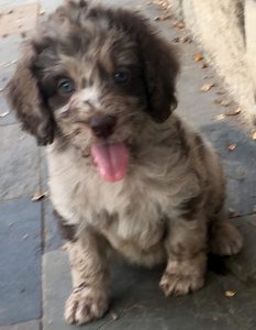 Chocolate Merle Labradoodle Puppy
