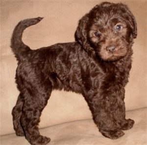 Chocolate Australian Labradoodle Puppy
