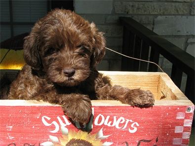 Chocolate Australian Labradoodle puppies