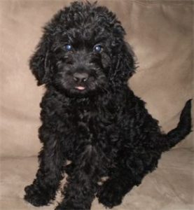 Black Australian Labradoodle Puppy