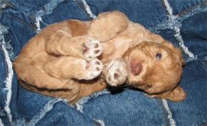 Cream Australian Labradoodle Puppy