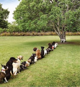 Dogs waiting in line for bathroom