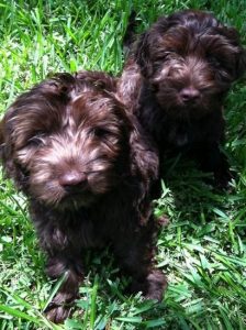 Two Chocolate Labradoodle Puppies