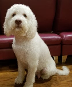 Rosie. Australian Labradoodle