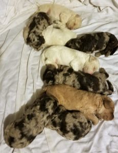 Australian Labradoodle Puppies