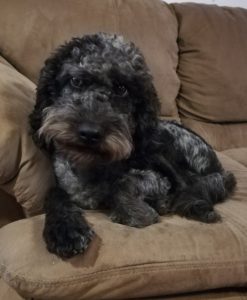 Daisy. Blue Merle Australian Labradoodle Dam