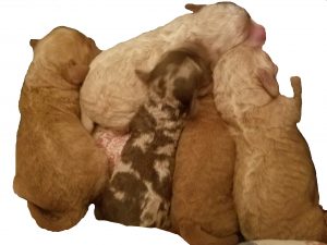 Australian Labradoodle Puppies