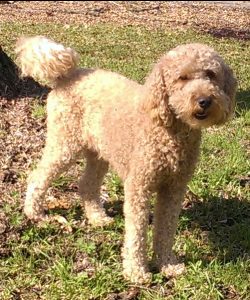 Georgia. Australian Labradoodle Dam