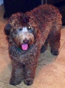 Scout. Chocolate Australian Labradoodle Dam