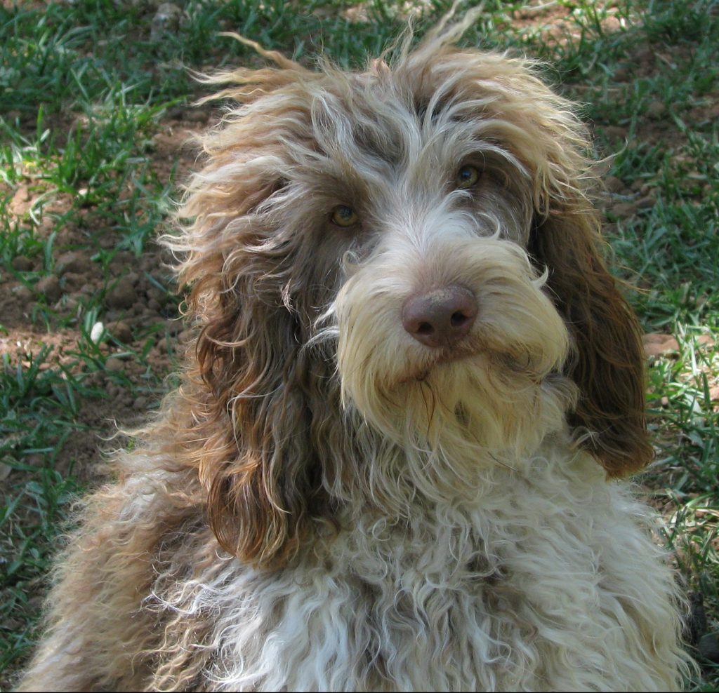 Shoeshine. Chocolate Merle Australian Labradoodle Sire