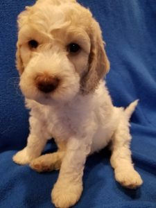 Cream, Australian Labradoodle Puppies