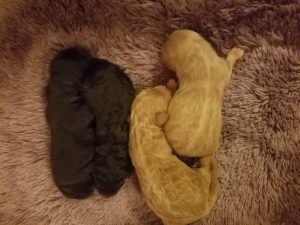 Australian Labradoodle Puppies