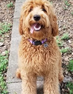 Murphy, Red Australian Labradoodle Sire