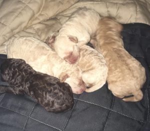 Australian Labradoodle Puppies