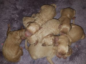 Australian Labradoodle Puppies