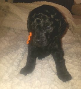 Black Australian Labradoodle Puppy