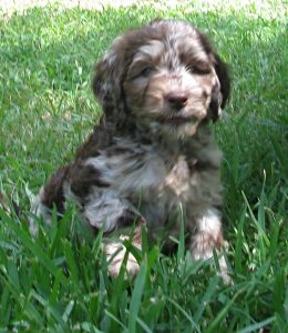 Chocolate Merle Labradoodle Puppy