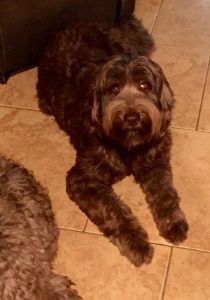 Chocolate Australian Labradoodle