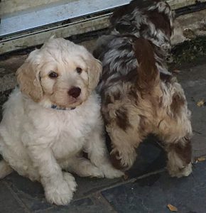 Cream and Chocolate Merle Australian Labradoodle Puppies