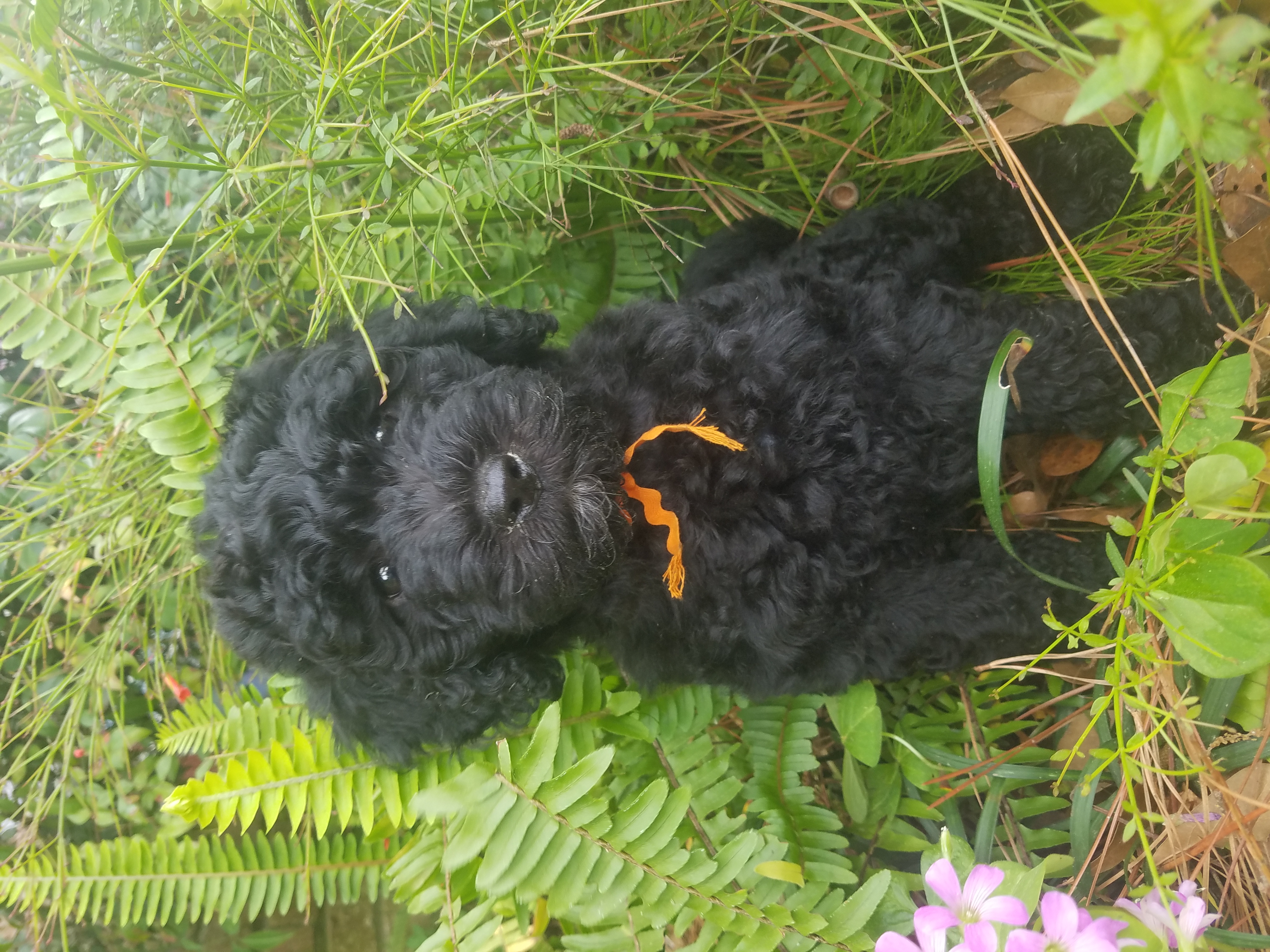 Black sales labradoodle puppy