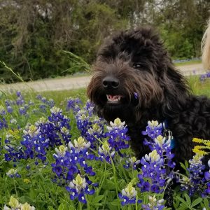 Blue. Australian Labradoodle