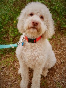 Rosie. Cream Australian Labradoodle